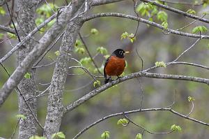 004 Thrush, American Robin, 2023-04298352 Broad Meadow Brook, MA